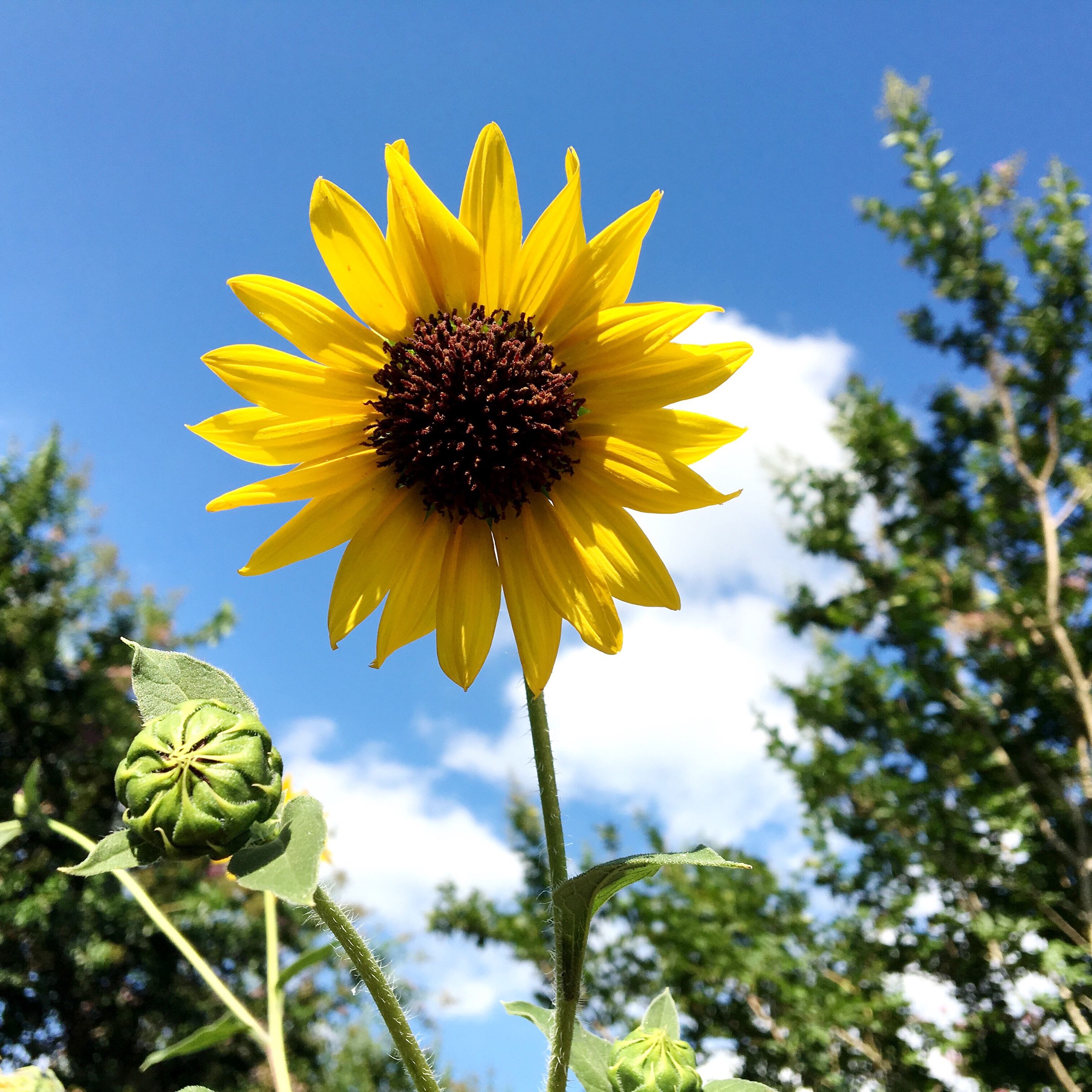 Smile, Sunflower.